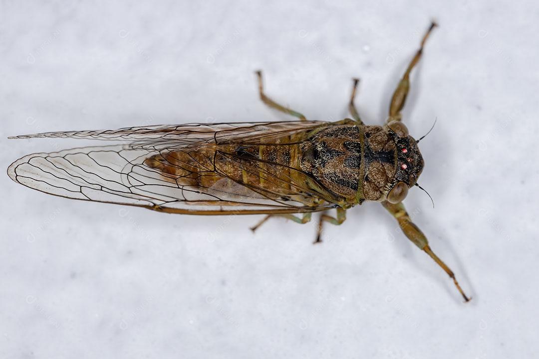 Cigarra Adulta Largeclasper da Tribo Taphurini Imagem JPG