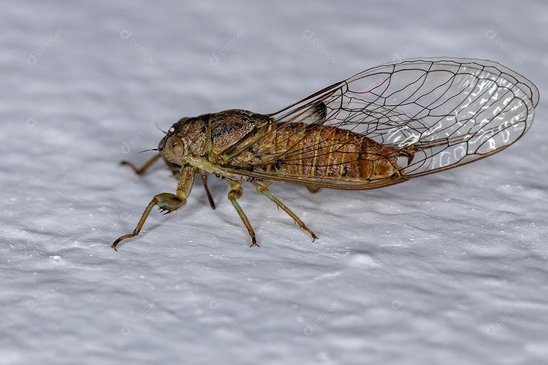 Cigarra Adulta Largeclasper da Tribo Taphurini Imagem JPG