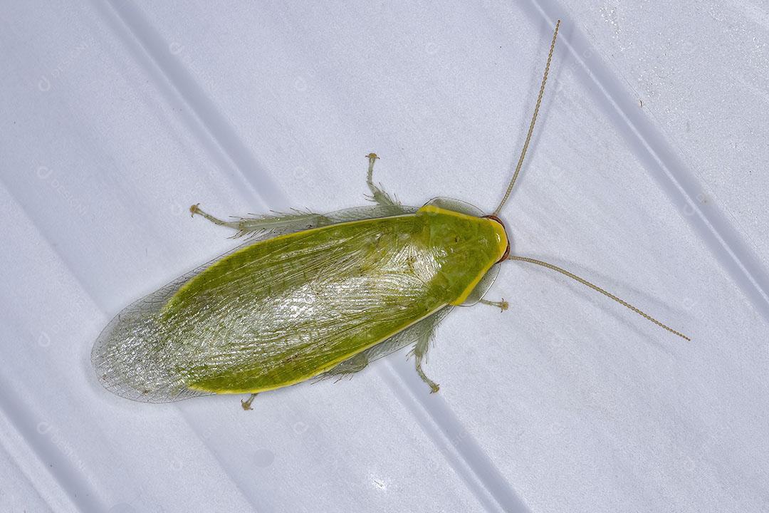 Barata Gigante Verde Adulta do Gênero Panchlora Imagem JPG