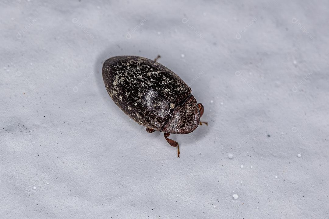 Besouro Tartaruga Adulto da Espécie Chelonarium Imagem JPG