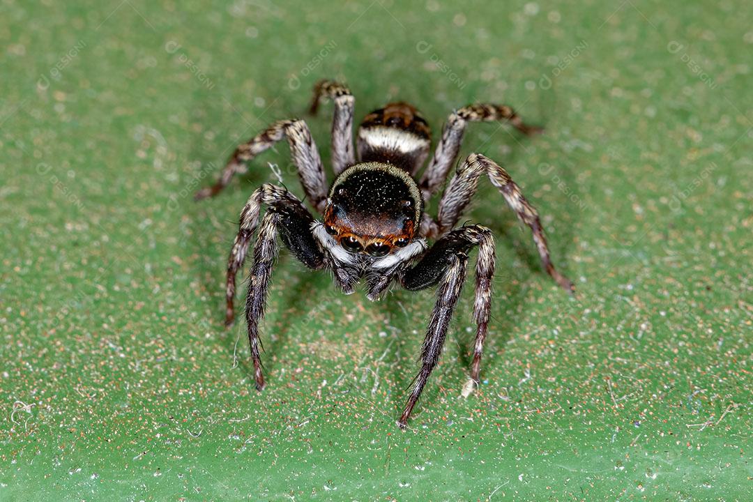 Aranha de Salto da Casa Adanson Macho adulto da Espécie Hasarius Adansoni Imagem JPG