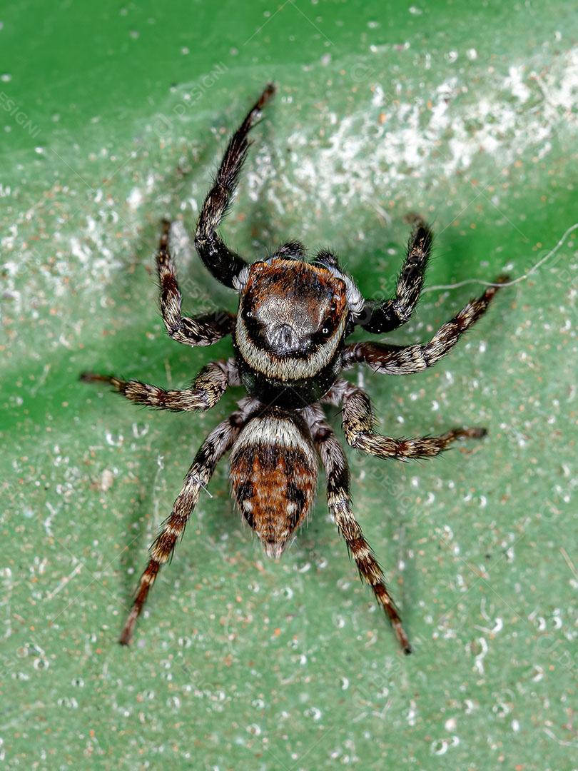 Aranha de Salto da Casa Adanson Macho adulto da Espécie Hasarius Adansoni Imagem JPG