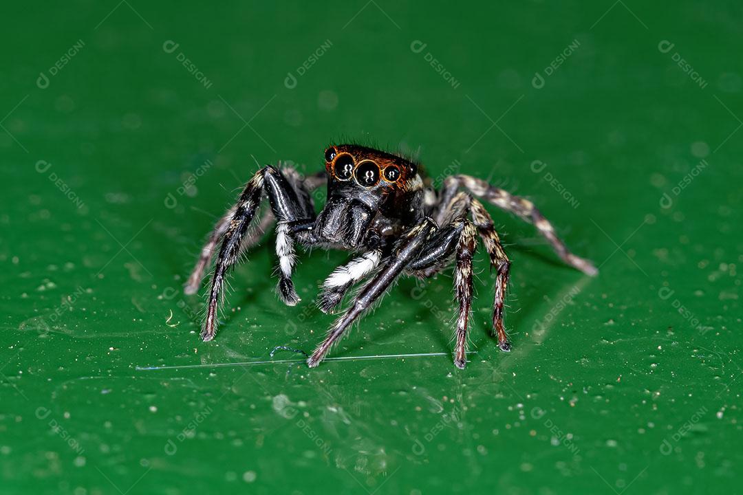 Aranha de Salto da Casa Adanson Macho adulto da Espécie Hasarius Adansoni Imagem JPG