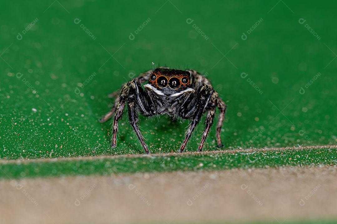 Aranha de Salto da Casa Adanson Macho adulto da Espécie Hasarius Adansoni Imagem JPG