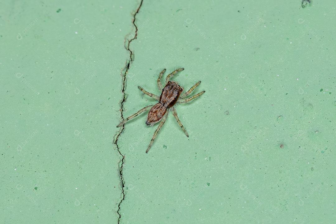 Pequena Aranha de Salto de Parede Cinzenta da Espécie Menemerus Bivittatus Imagem JPG