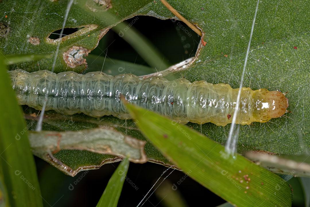 Lagarta Verde Pequena da Ordem Lepidoptera Imgem JPG