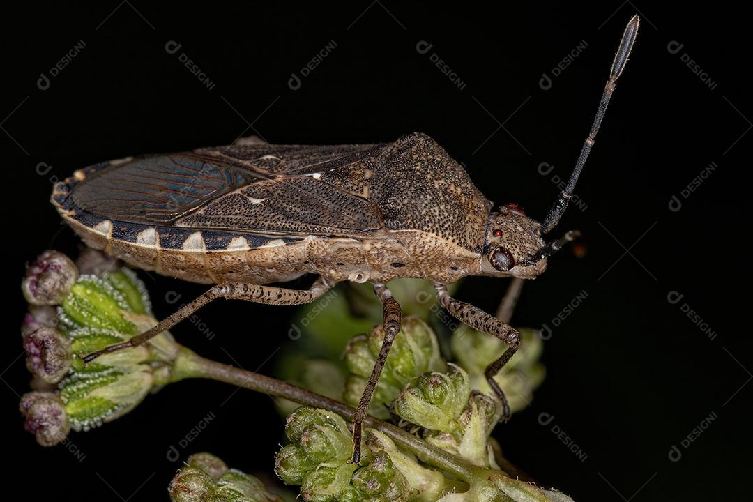 Inseto Pé de Folha Adulto da Espécie Catorhintha Guttula Imagem JPG