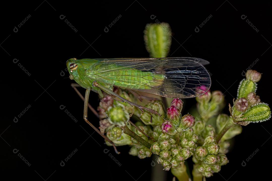 Inseto Verde Adulto Dictyopharidae Planthopper da Família Dictyopharidae JPG