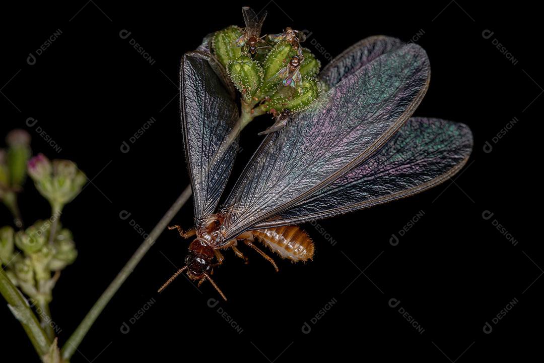Cupim Alado Adulto da Epifamília Termitoidae Imagem JPG