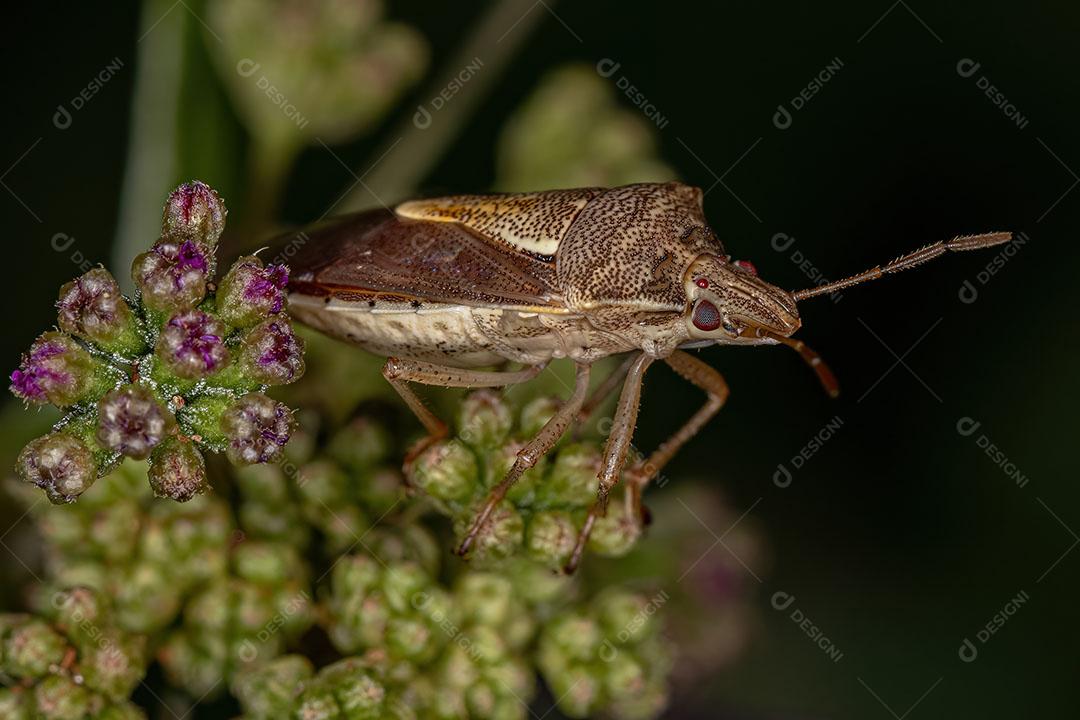 Inseto Fedorento Adulto do Gênero Oebalus imagem JPG
