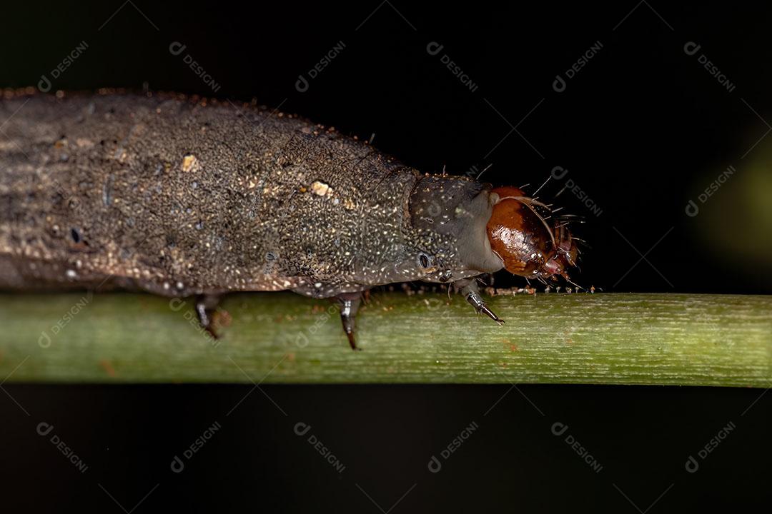 Pequena Larva de Mariposa da Ordem Lepidoptera Imagem JPG