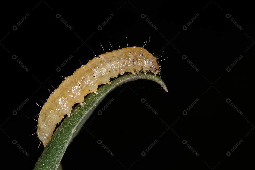 Pequena Larva de Mariposa da Ordem Lepidoptera Imagem JPG