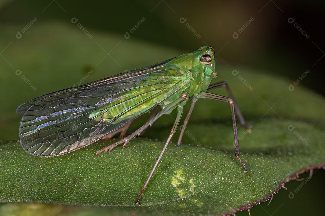 Inseto Verde Adulto Dictyopharidae Planthopper da Família Dictyopharidae JPG