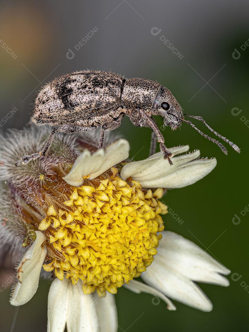 Gorgulho de Nariz largo em uma Flor de Margarida Tridax da Espécie Tridax Procumbens Imagem JPG