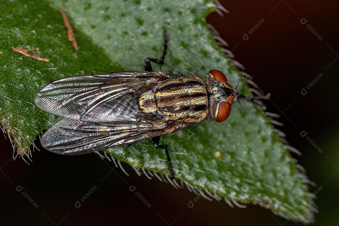 Mosca de Carne Adulta da Família Sarcophagidae Imagem JPG