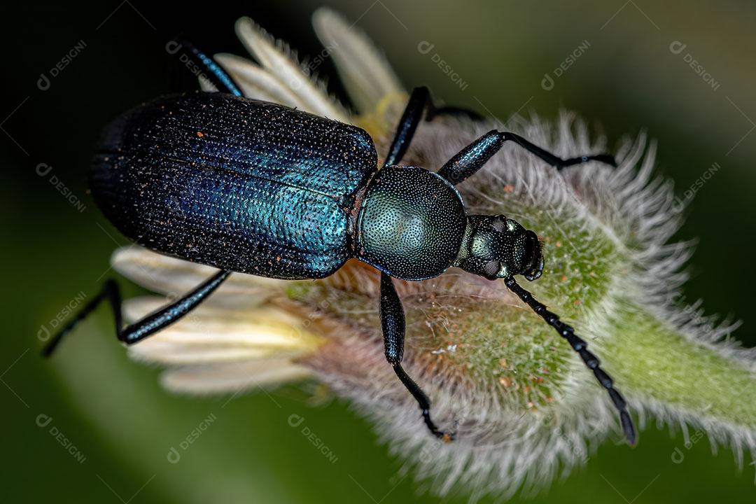 Besouro com Garra de Pente adulto da Subtribo Xystropodina Imagem JPG