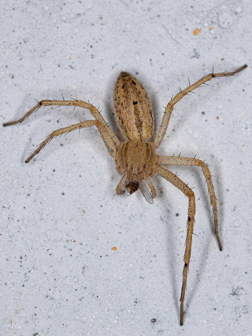 Aranha caranguejo Corredor Fêmea família Philodromidae predando em uma Mosca Imagem JPG