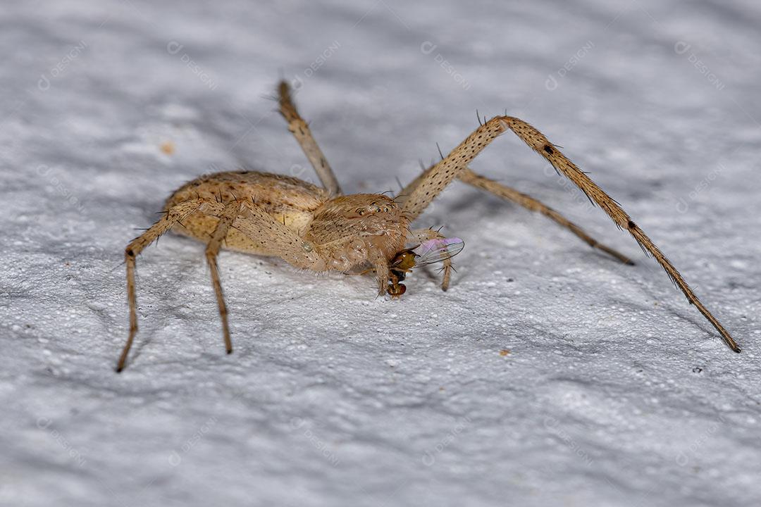 Aranha Caranguejo Corredor Fêmea família Philodromidae predando em uma Mosca Imagem JPG