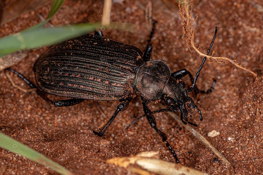 Caçador de Lagartas Adulto Besouro do Gênero Calosoma Imagem JPG