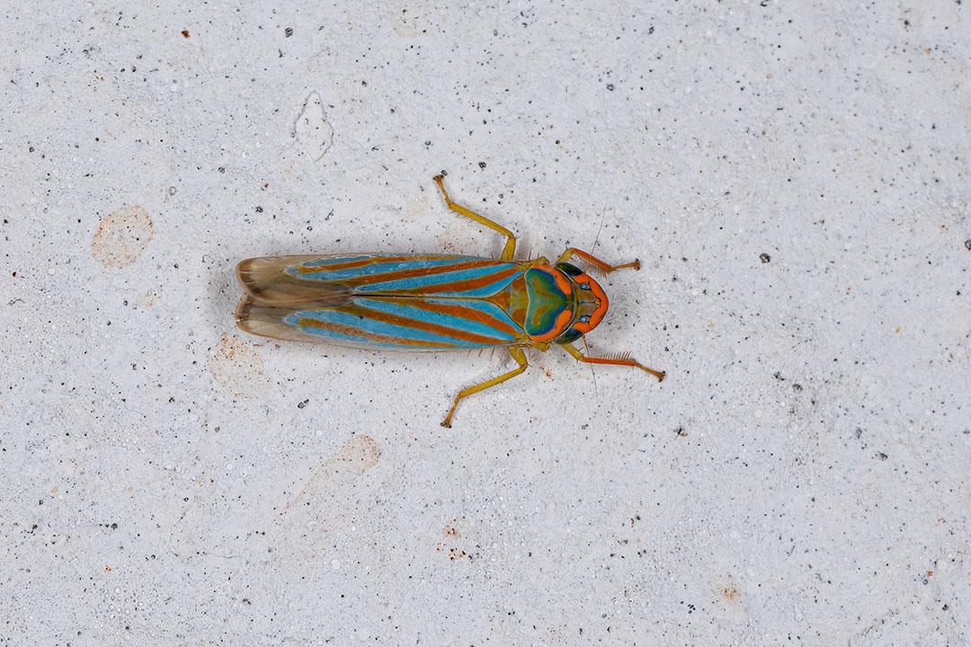 Pequena Cigarrinha Típica da espécie Ferrariana Trivittata Imagem JPG