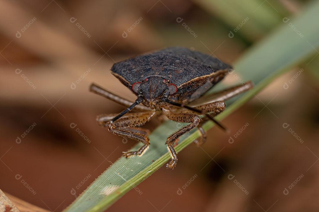 Percevejo Adulto da Espécie Stictochilus Tripunctatus Imagem JPG