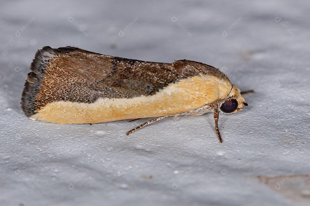 Mariposa Bicolor da Espécie Ponometia Exigua Imgem JPG