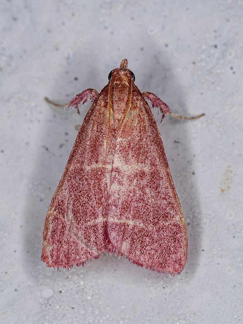 Mariposa Piramidal Adulta da subfamília Chrysauginae Imgem JPG