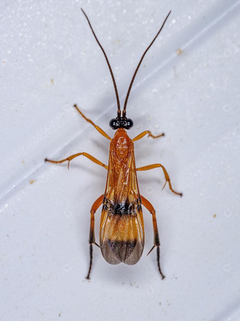 Vespa Ichneumonid Adulta da Superfamília Ichneumonoidea Imagem JPG