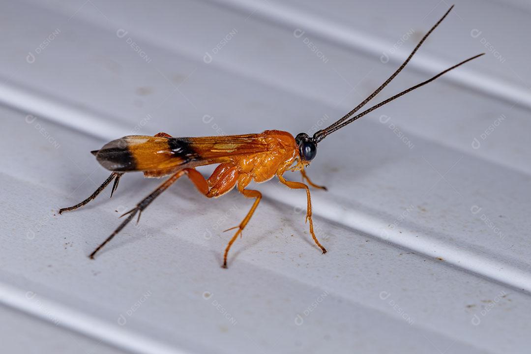 Vespa Ichneumonid Adulta da Superfamília Ichneumonoidea Imagem JPG