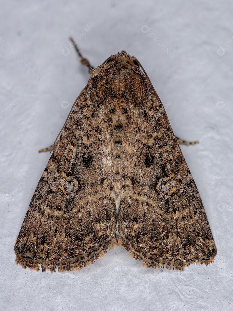 Mariposa Marrom Adulta do Gênero Condica Imagem JPG