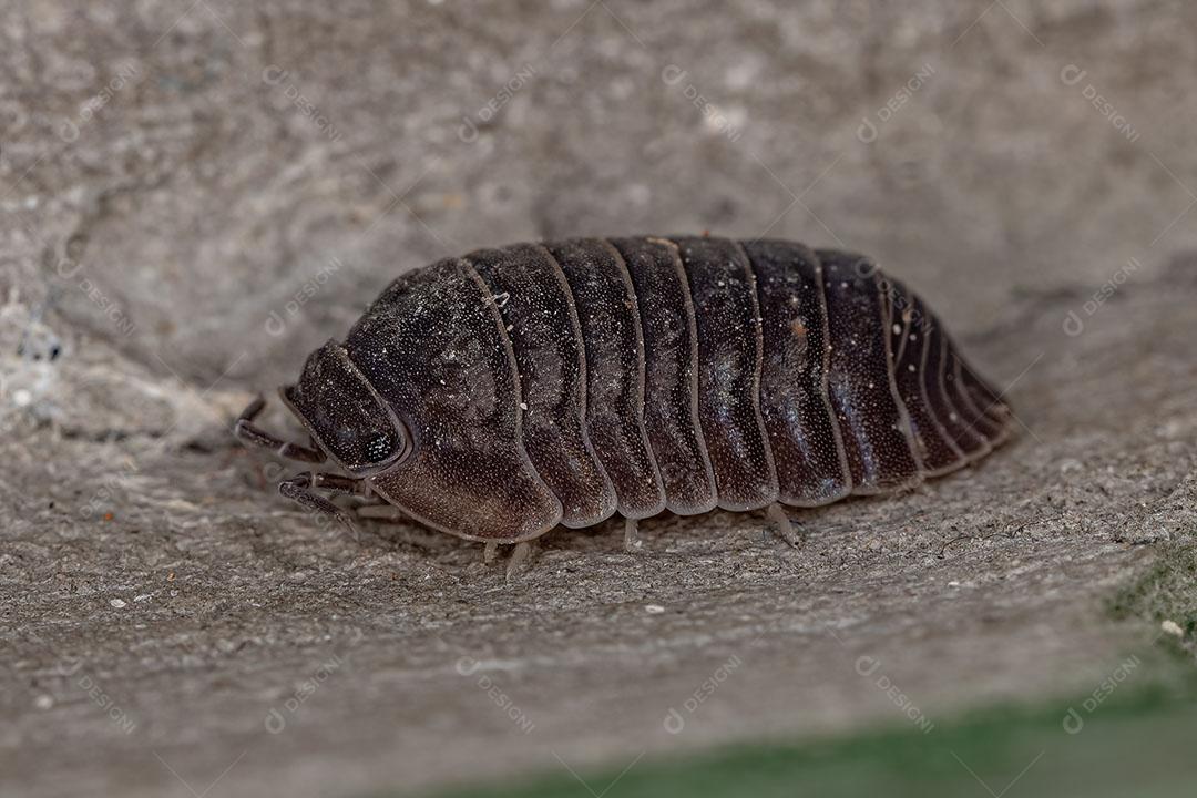 Inseto Little Sea Pill Woodlouse da Espécie Cubaris Murina Imagem JPG