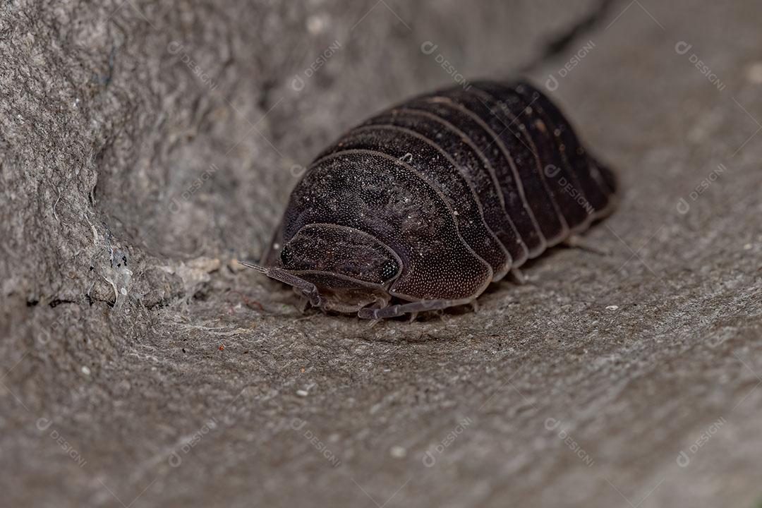 Inseto Little Sea Pill Woodlouse da Espécie Cubaris Murina Imagem JPG