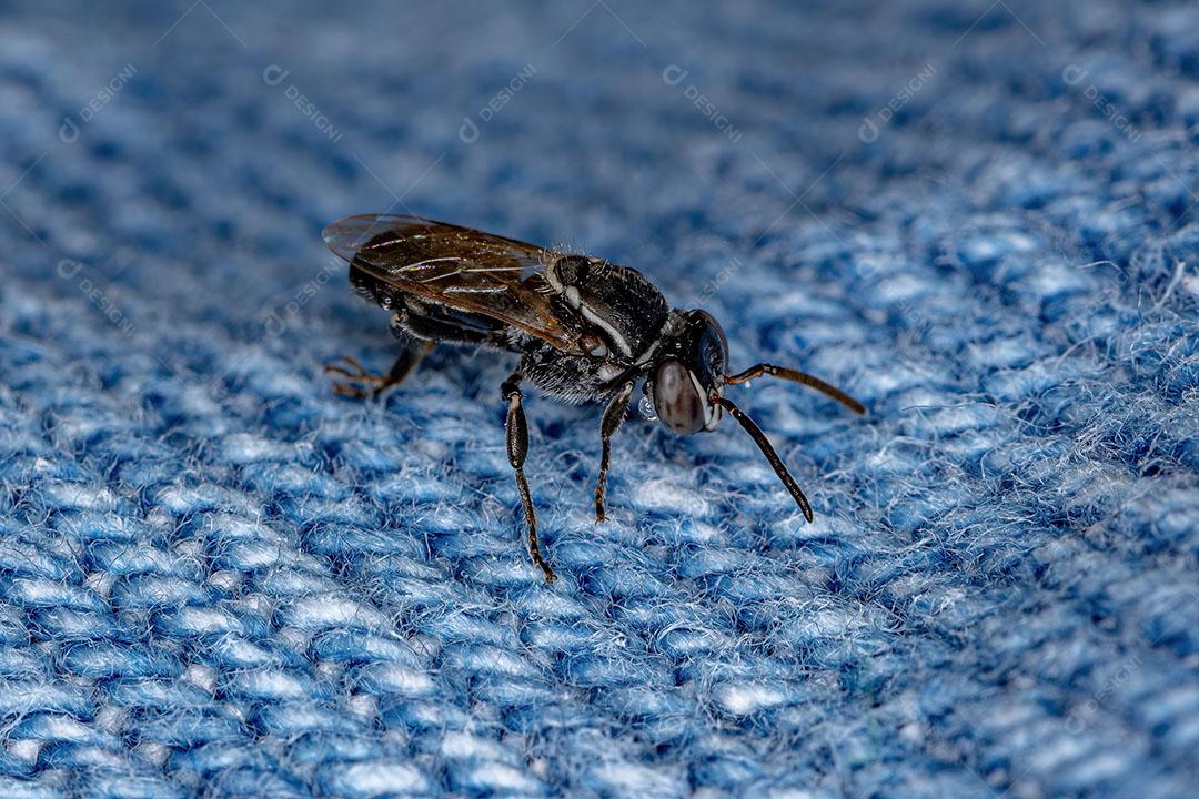 Abelha Sem Ferrão Adulta do Gênero Plebeia Foto Imagem