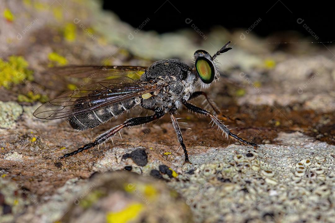 Mosca Ladrão Adulto da Tribo Atomosiini Imagem JPG