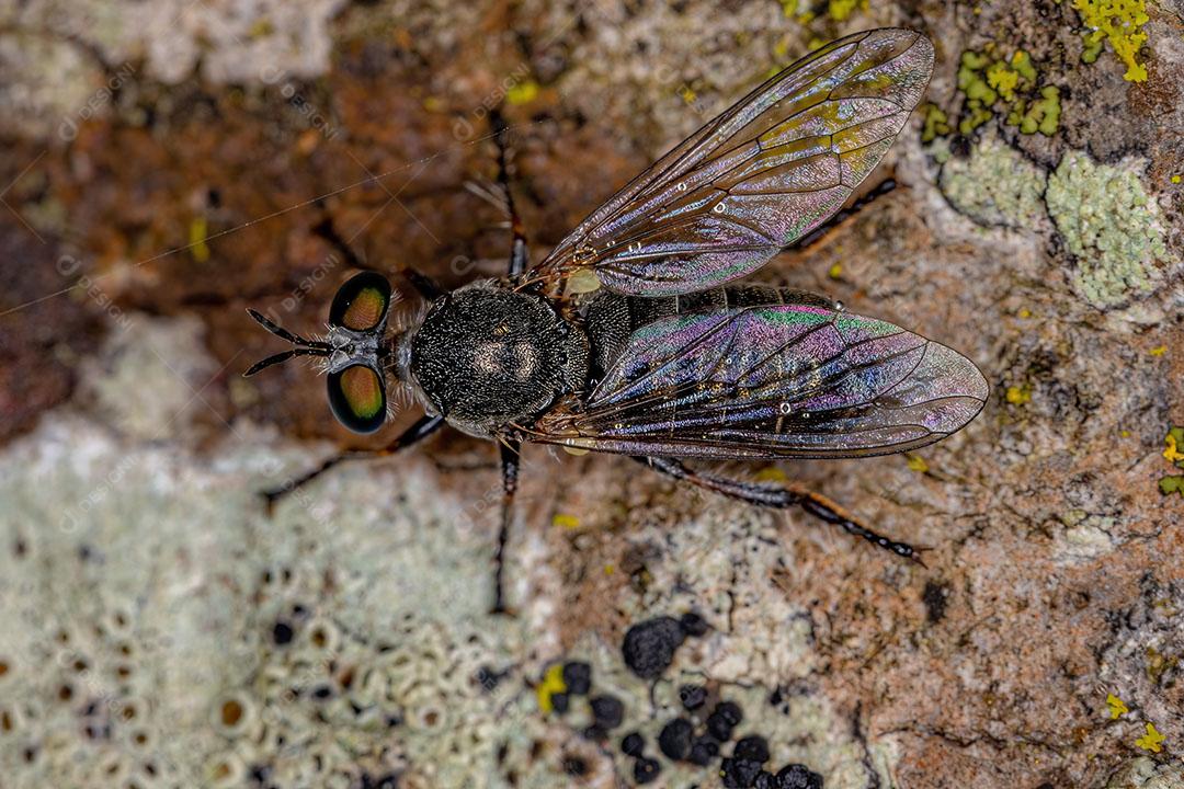 Mosca Ladrão Adulto da Tribo Atomosiini Imagem JPG