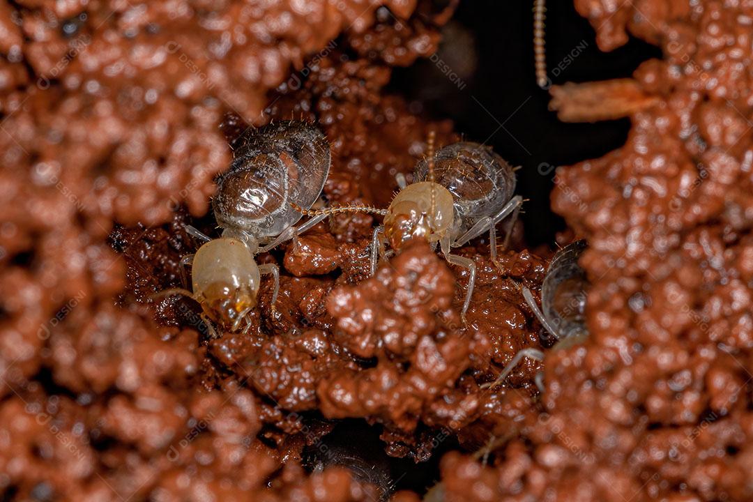 Pequenos Cupins Operários da Epifamília Termitoidae Construindo um Cupinzeiro Imgem JPG