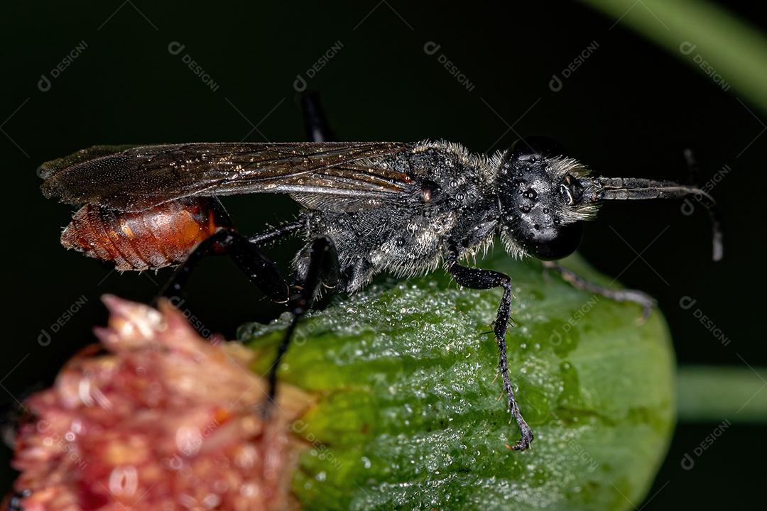 Vespa de Cintura Fina Adulta do Gênero Prionyx Imagem JPG