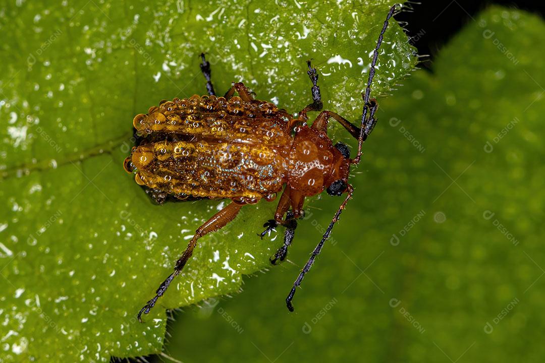 Besouro Folha da Subfamília Eumolpinae Preenchido com Gotas de Agua de Orvalho Imagem JPG