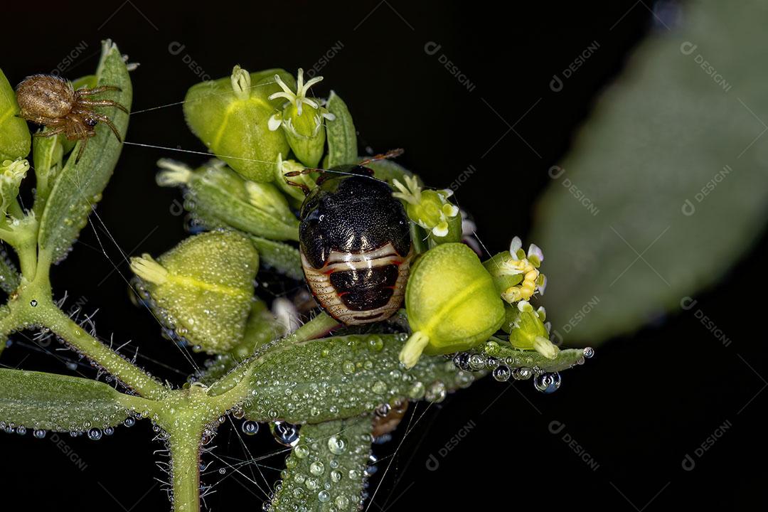 Ninfa de insetos de Ébano da família Thyreocoridae com uma Aranha Imagem JPG