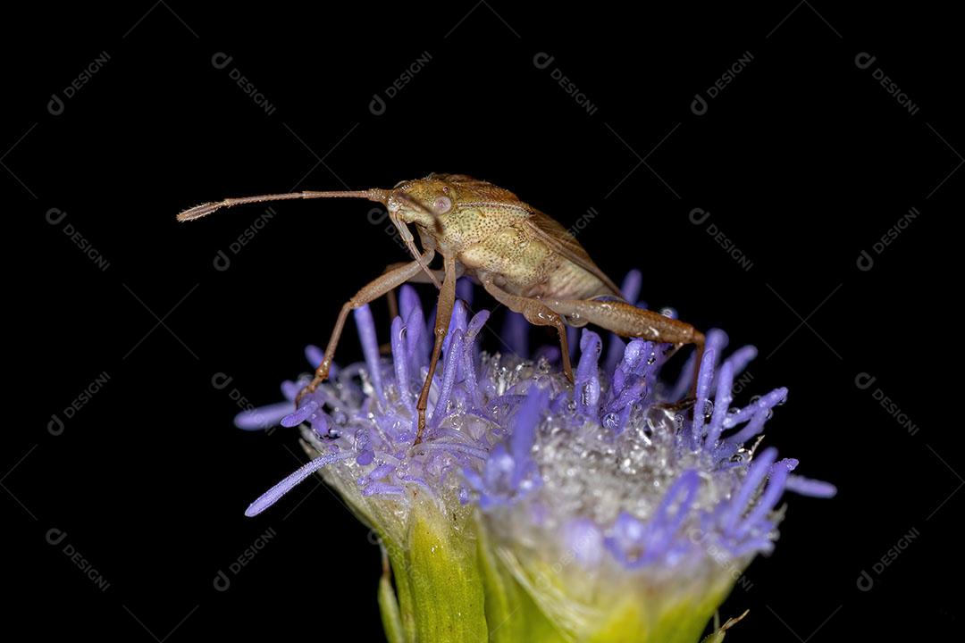 Adult Scentless Plant Insect Genus Harmostes Image JPG