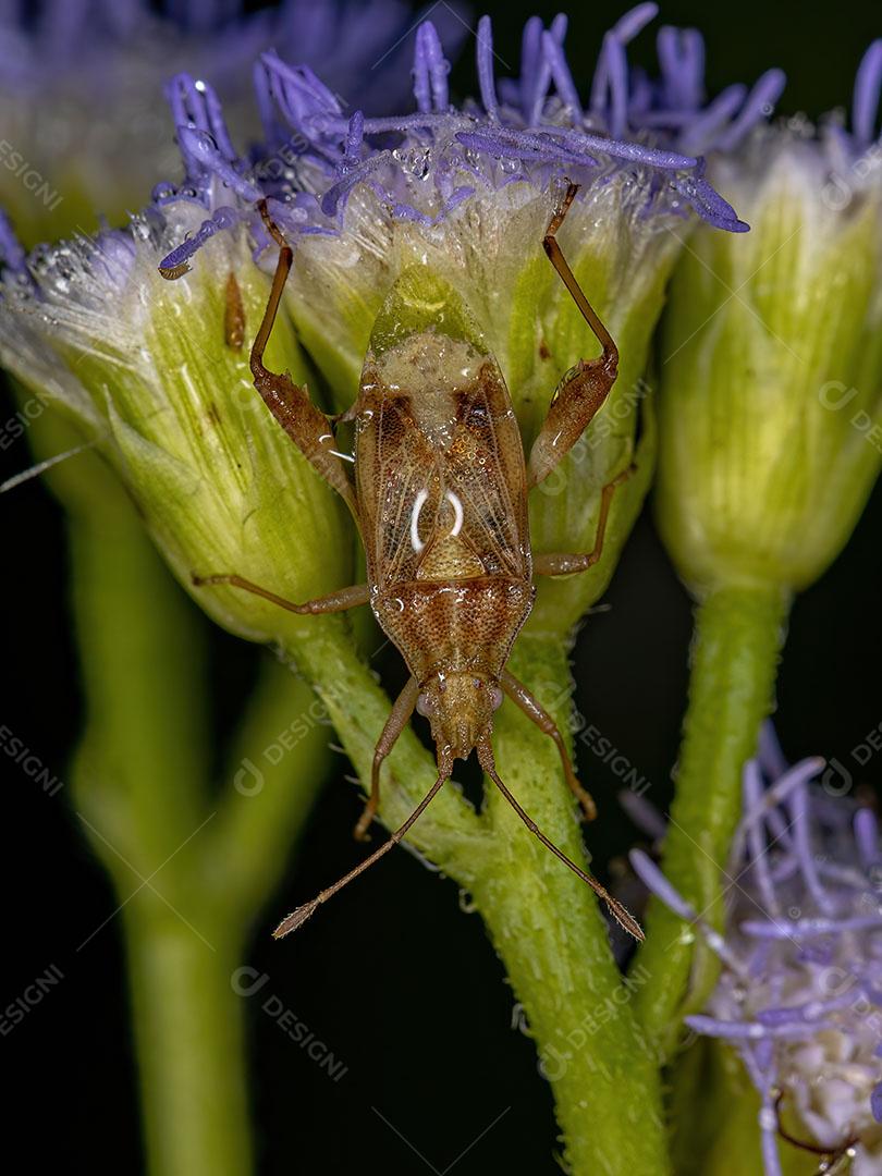 Inseto de Planta sem Cheiro Adulto do Gênero Harmostes Imagem JPG