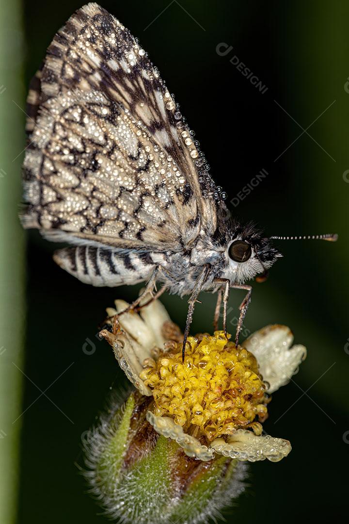 Inseto Orcus Checkered-Skipper Moth da Espécie Burnsius Orcus Imagem JPG