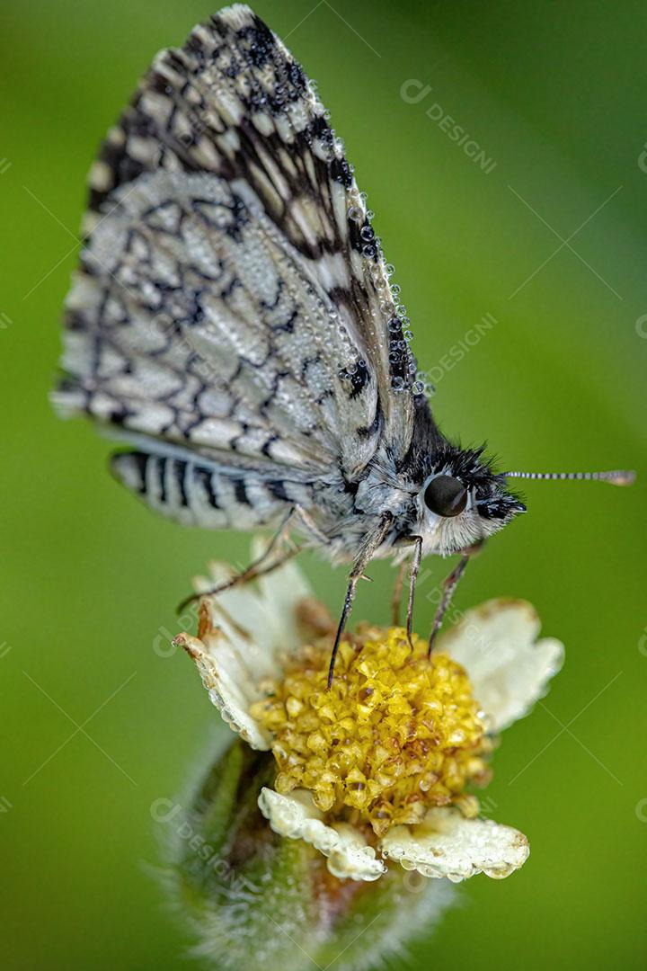 Inseto Orcus Checkered-Skipper Moth da Espécie Burnsius Orcus Imagem JPG