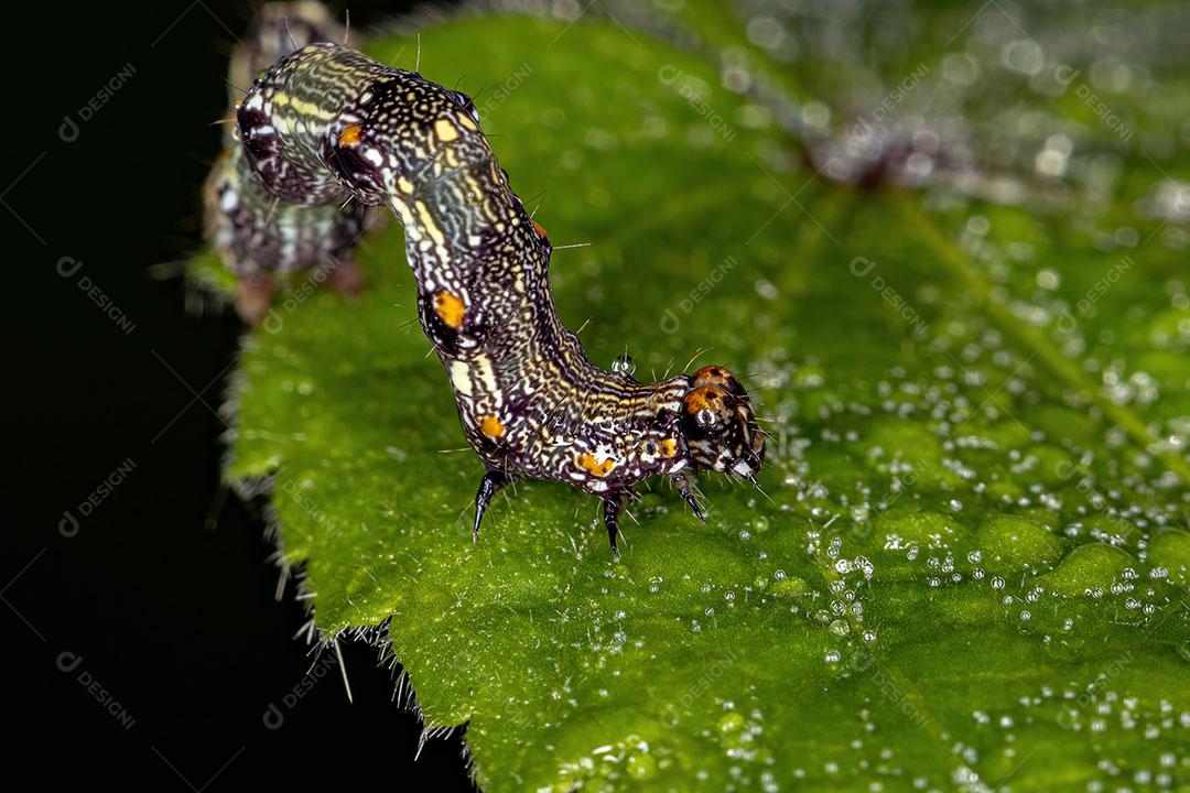 Pequena Larva de Borboleta da Ordem Lepidoptera Imagem JPG