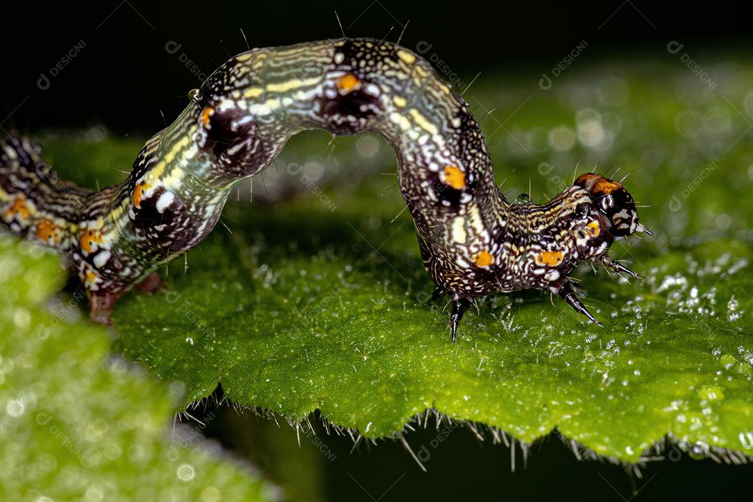 Pequena Larva de Borboleta da Ordem Lepidoptera Imagem JPG