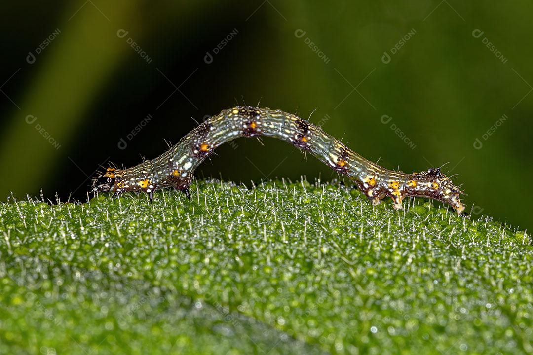 Pequena Larva de Borboleta da Ordem Lepidoptera Imagem JPG