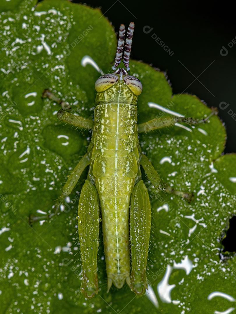 Ninfa Gafanhoto de Chifres Curtos da Tribo Abracrini Imagem JPG
