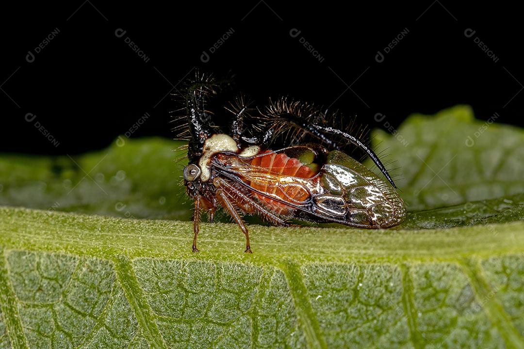 Inseto Adulto da Cigarrinha da Espécie Cyphonia Trifida Imagem JPG
