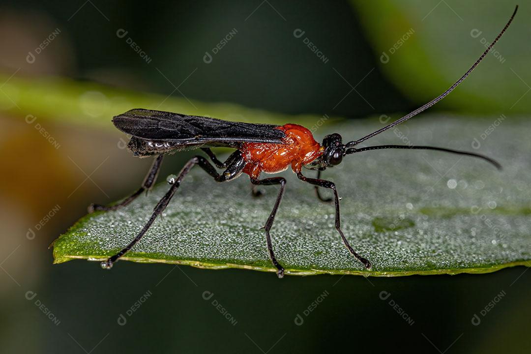 Vespa Ichneumonid Adulta da Superfamília Ichneumonoidea Imagem JPG