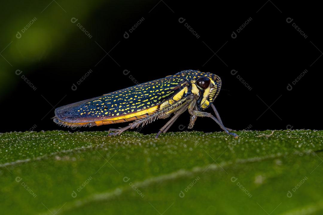 Inseto Atirador Adulto da Família Cicadellidae Imagem JPG